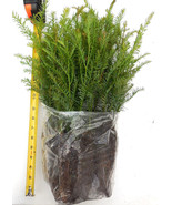 Coast Redwood Trees, 12”- 16” Tall - Landscape Tree / Screen / Bonsai - $29.72 CAD+