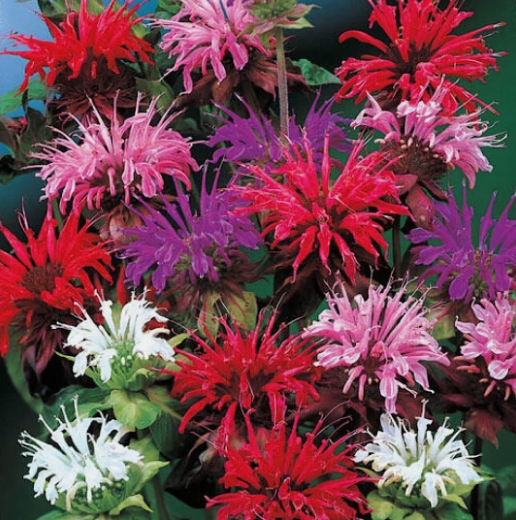 VC 25 Bee Balm Mix Lemon Hummingbird Mint Monarda Didyma Mixed  Fast Shipping - £6.42 GBP