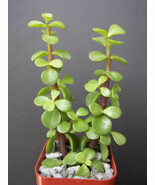 Garden Store 2&quot;&quot; Plant Portucalaria AffraGreenRare Elephant Bush Mini Ja... - $30.22 CAD