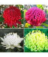 2PCS TELOPEA SPECIOSISSIMA New South Wales Waratah Flower Seeds - £7.07 GBP