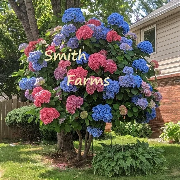 25 Seeds Mixed Color Hydrangeas Flower Ground Cover Plant Plants Fresh Seeds USA - $12.25