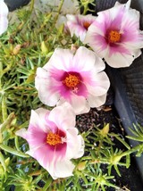 Cream Pink Portulaca Moss Rose Live Plant - £28.24 GBP