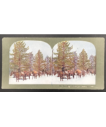 c1900s Ingersoll Stereograph #412 Our Pack Outfit in the Mountains Hunting - $9.49