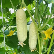 TISSEEDS 200 White Wonder Cucumber Seeds Heirloom Organic Non Gmorare FAST SHIP  - $8.99