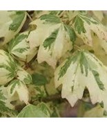 THJAR Acer Campestre Carnival Variegated Hedge Maple 18 Inch Tall Ships ... - $126.31 CAD