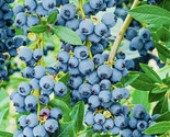 Bogo 1/2 Off Blueberry Fruit Seeds Sweet Non Gmo Fresh Harvest Fast Ship... - $8.99