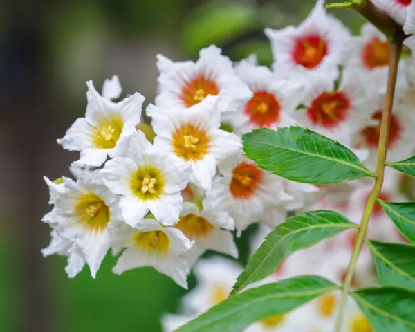 5 Yellowhorn Tree Xanthoceras Sorbifolium White Yellow Red Fragrant Flower Seeds - £7.88 GBP