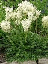 35+ WHITE FLOWERING FERN FLOWR SEEDS FILIPENDULA DEER,RABBIT RESI - £7.75 GBP