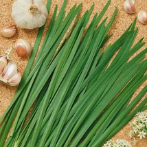 Garlic Chives Seed Aka Chinese Leeks Herb Seeds Culinary Herbs Container USA Fas - $17.84