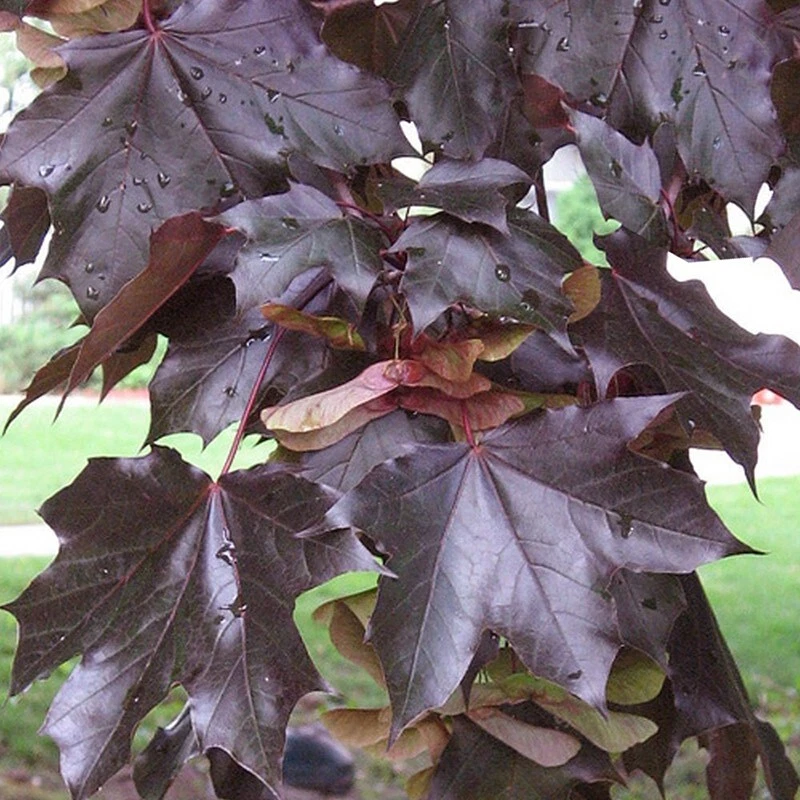 10+ FAST GROWING TREE | Crimson King Norway Maple Seeds | Acer platanoides - $187.48 MXN
