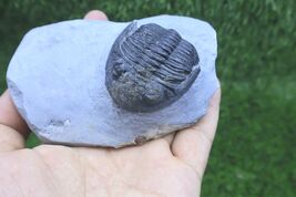 Incomplete Hollardops Trilobite Fossil  Devonian - Authentic Detailed tr... - $28.71