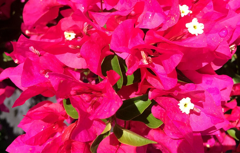 Well Rooted **VERA LYNN** Bougainvillea starter/plug plant* - $25.92