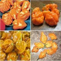 “ 40 SEEDS Orange Yellow Habanero Pepper Capsicum Seeds,  GIM “ - £7.95 GBP