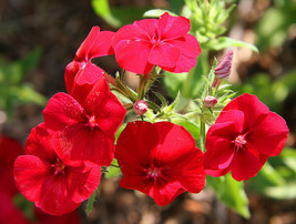 135 Seeds Phlox Drummond Red Flower Grow Fast Heirloom Seeds Shine - $8.35