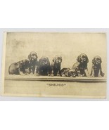 Antique 1907 HG Zimmerman Brown Labrador Puppies Dog Shelved Comic Postcard - £11.00 GBP
