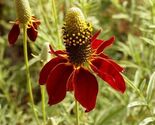 Dwarf Red Coneflower Seeds Mexican Red Hat - $4.47