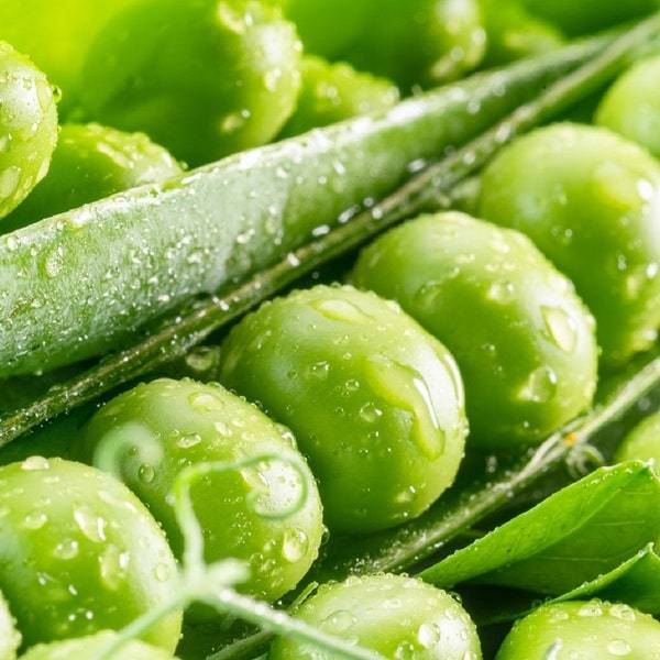 Mammoth Snow Sugar Pea Seeds Fresh Garden Seeds Fresh Seeds - $3.00