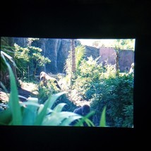 Gorillas In The Bushes at Zoo 2001 Found Slide Photo Original - £7.95 GBP