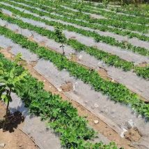 SHEN FEI agricultural Plastic sheeting,Growth - promoting Functionality image 4