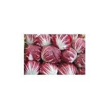 Chicory Raddichio Red Verona Heirloom Vegetable 1,500 Seeds Fresh Gardening USA  - $11.78