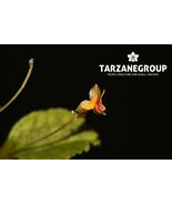 LEPANTHES VOLADOR XANTHINA x CALODICTYON XANTHINA MINIATURE ORCHID MOUNTED - $65.00