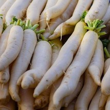 New Fresh USA Seller Raphanus Sativus Longipinnatus Daikon Oriental Radish Minow - £14.20 GBP