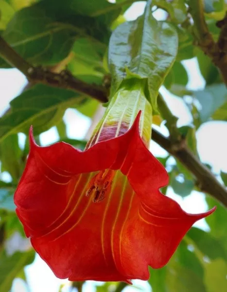 10 Red Angel Trumpet Seeds Flower Fragrant Shrub Flowers Seed 290 Fresh Garden U - $15.50