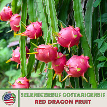 SEPTH 200+ Red Dragon Fruit Seeds, Selenicereus costaricensis, Pitaya, Genuine U - £6.00 GBP