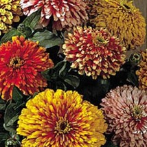 New Fresh Seeds Zinnia Whirlygig Mix - $15.98