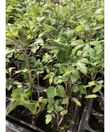 Lot of 3 CHERRY TOMATO LIVE PLANTS 6 to 10 inches 60+ days old - A01 - £50.21 GBP