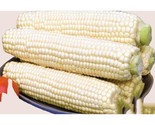 15 Truckers Favorite White Corn Seed Non Gmo Heirloom #Cornseeds Fast Sh... - £7.20 GBP