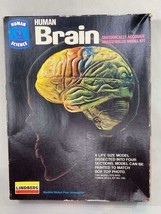 Vintage Lindberg human Brain Model Kit Unpainted Complete with Instructions 1974 - £14.95 GBP