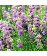 400 + LEMON MINT SEEDS-MONARDA CITRIODORA - $168.96 MXN