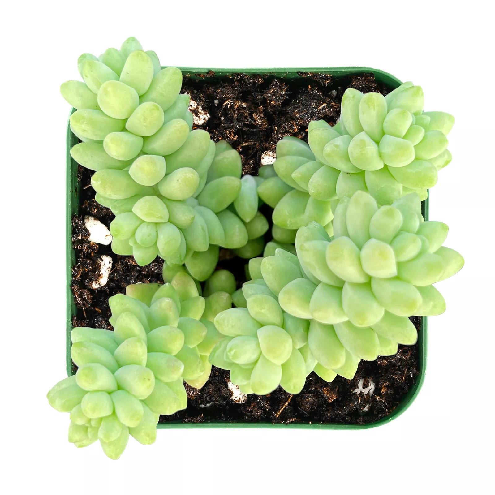 Burro&#39;s Tail (Sedum Morganianum) Donkey&#39;s Tail Rooted in 2&#39;&#39; Plant Pot S... - $28.00