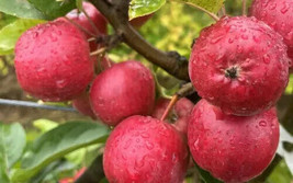 25+ Wickson Crabapple Seeds - $9.89