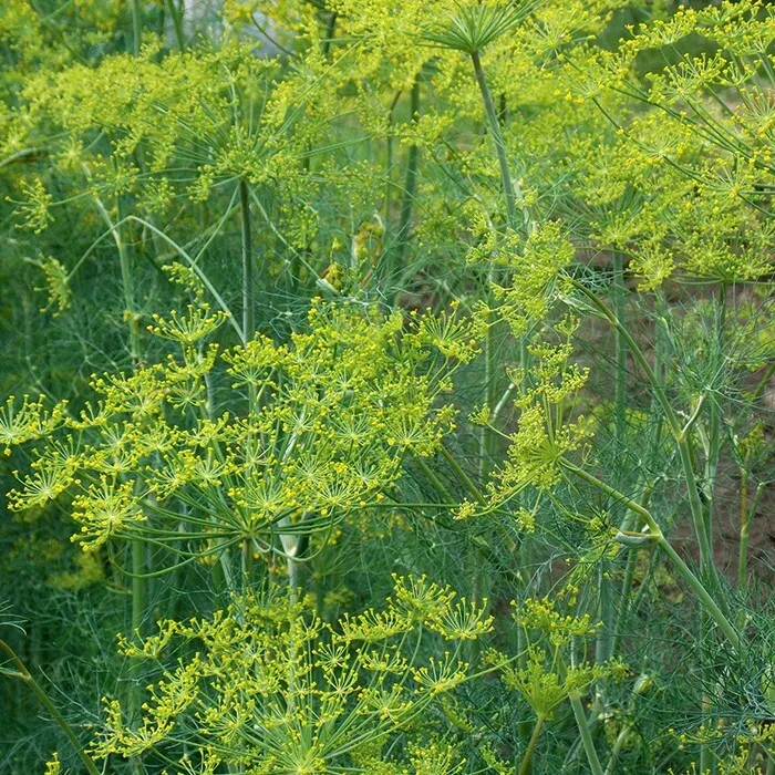 Dill Mammoth Long Island 500 Seeds USA - £6.22 GBP