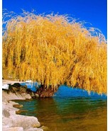5 Yellow Willow Seeds Tree Weeping Flower Giant Flowers Seed Perennial - £7.80 GBP