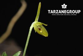 BARBOSELLA PROREPENS MINIATURE ORCHID MOUNTED - $27.00