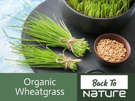 Wheatgrass Seeds - Cat Grass - Organic &amp; Non Gmo Wheatgrass Seeds - Heir... - £2.12 GBP