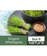 Wheatgrass Seeds - Cat Grass - Organic &amp; Non Gmo Wheatgrass Seeds - Heir... - £2.15 GBP
