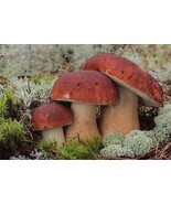 100 g Organic Mushroom Spawn Live Mycelium PINE Wood KING Bolete Mushroo... - $33.29