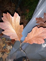 Exact plant Red oak #5 (Quercus rubra) northern  red oak, champion oak b... - $38.00