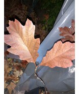 Exact plant Red oak #5 (Quercus rubra) northern  red oak, champion oak b... - $134.03 CAD