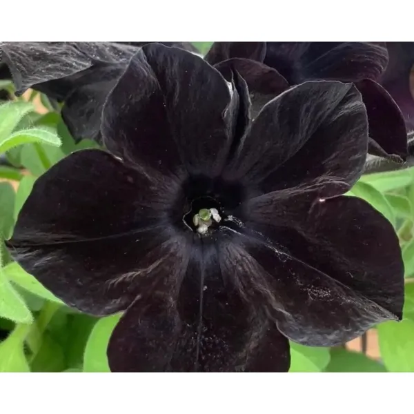 Fresh New 100 Black Petunia Seeds Super Black Cat Annual New Bonsai Seeds 6 - £9.76 GBP