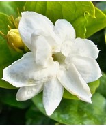 JASMINE SAMBAC STARTER WELL ROOTED LIVE PLANT 3 TO 5&quot; TALL ~SUPER FRAGRANT - $25.00