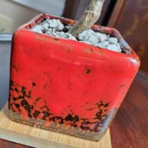 Bonsai Jade, Red Pot & Live Red Horn Tree Succulent, Ice Crack Ceramic Planter image 9
