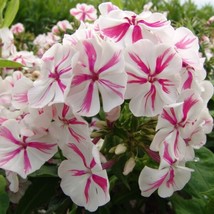 50 Seeds Twister Phlox Fast Plant Heirlooms Perfect For Any Garden - $8.35