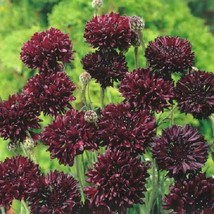 New Fresh Seeds 100 Cornflower Seeds Black Annual Seeds Bachelor Button Seeds US - £18.52 GBP