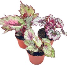 Begonia Rex Assortment, Cold Pastel Winter, 4 inch, Set of 3, Painted-Le... - £29.72 GBP