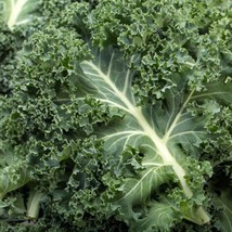 Kale - Seeds - Organic - Non Gmo - Heirloom Seeds – Vegetable Seeds FRESH - £6.87 GBP